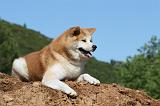 AKITA INU 445